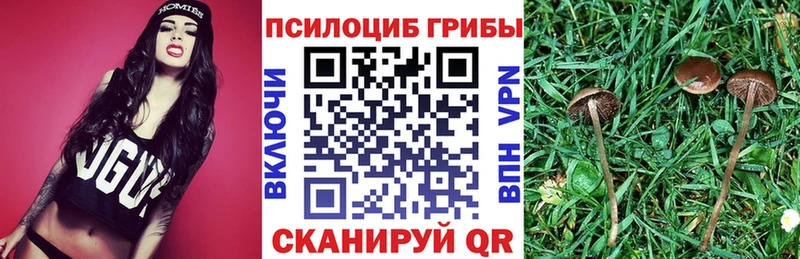 Псилоцибиновые грибы Psilocybe  хочу   Талица 